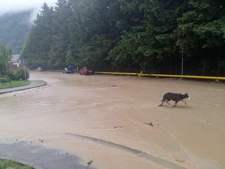 Ploile au făcut ravagii în țară! Mașini luate de viitură și zeci de gospodării inundate FOTO