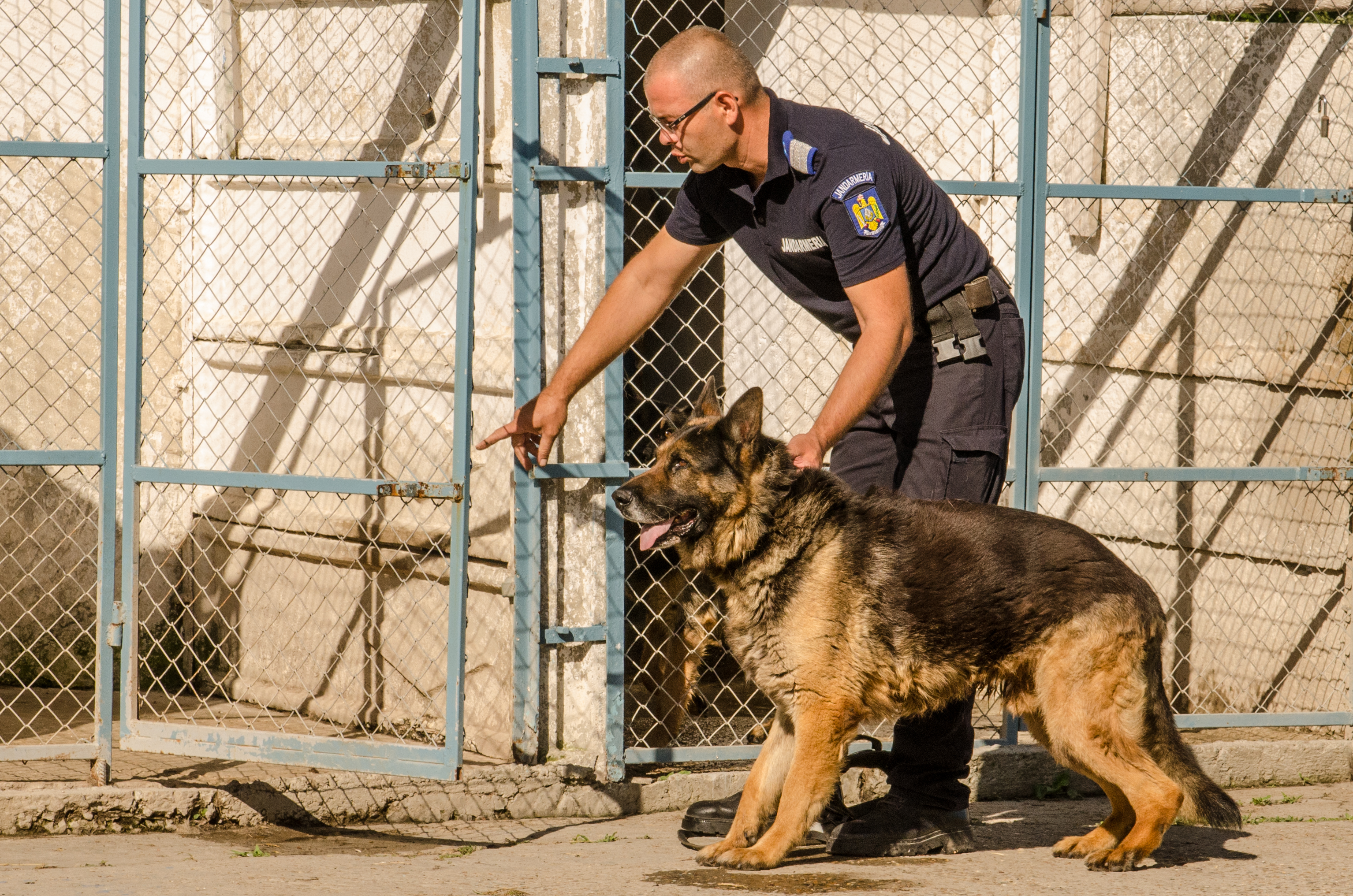 REPORTAJ/ Jandarmul Marius și câinele Mabanu, o prietenie mai presus de meserie. Deși a fost pensionat, ciobănescul german rămane cu plutonierul major/ (Foto&Video)