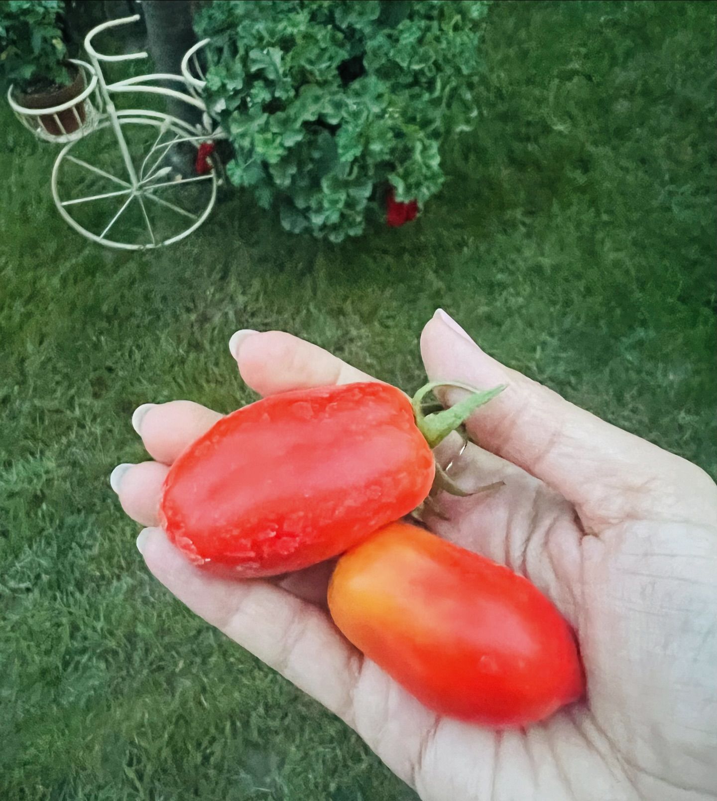 Andreea Marin se laudă cu legumele, fructele și florile din grădina ei: „Crescute fără chimicale, doar cu iubire, grijă, soare și apă”