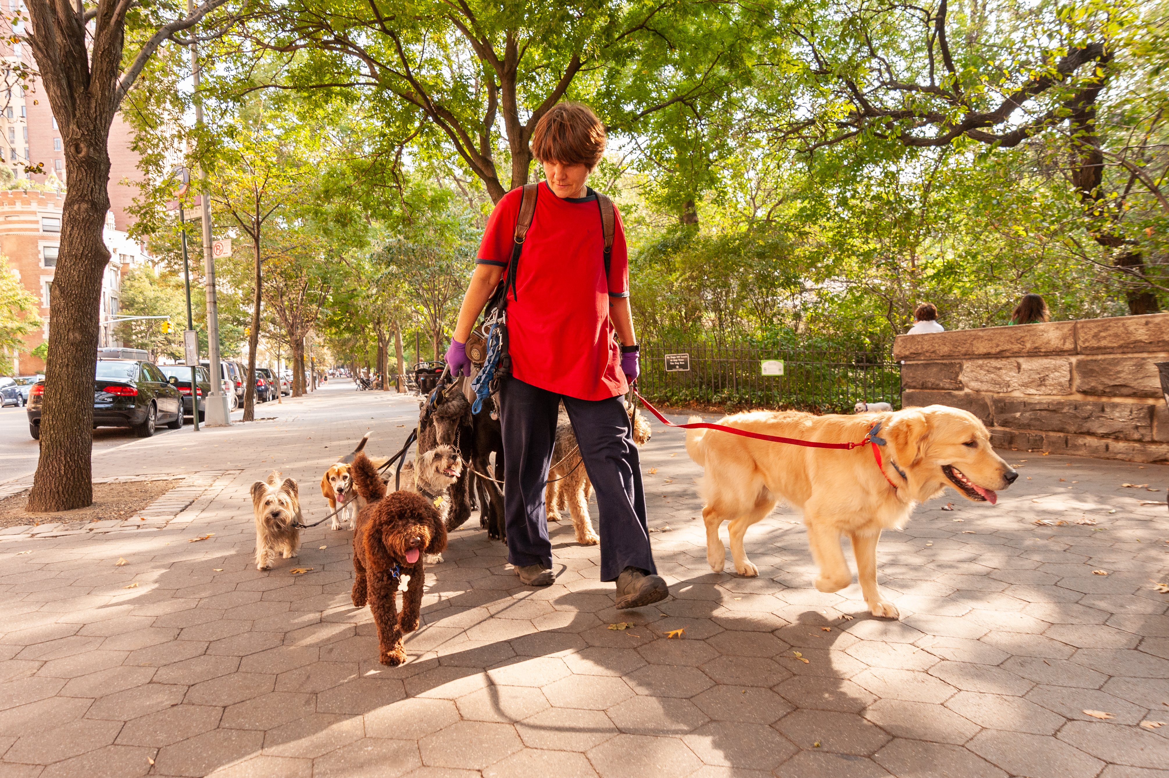 pet daycare đà nẵng