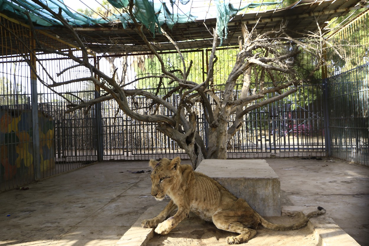 Imagini șocante. Cinci lei mor de foame într-o grădină zoologică