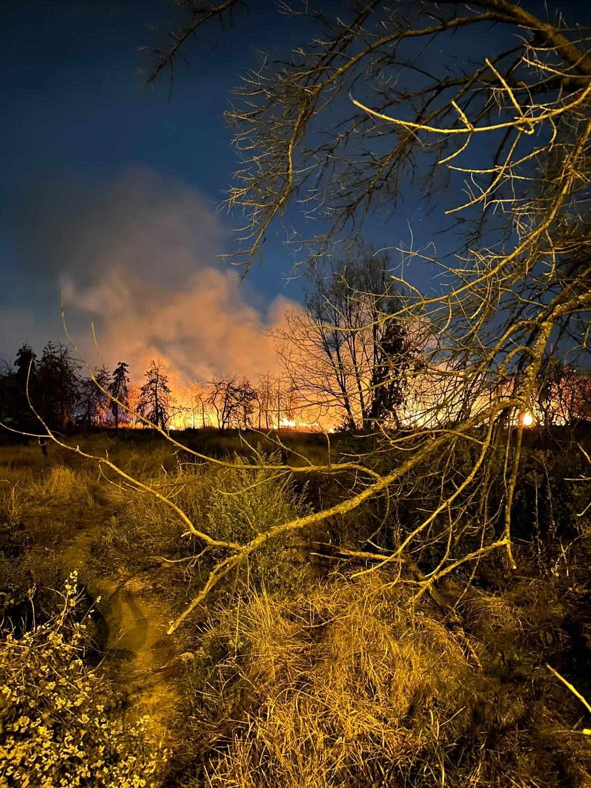 Incendiu puternic în Parcul IOR din București. Au ars 4.000 de metri pătrați de vegetație