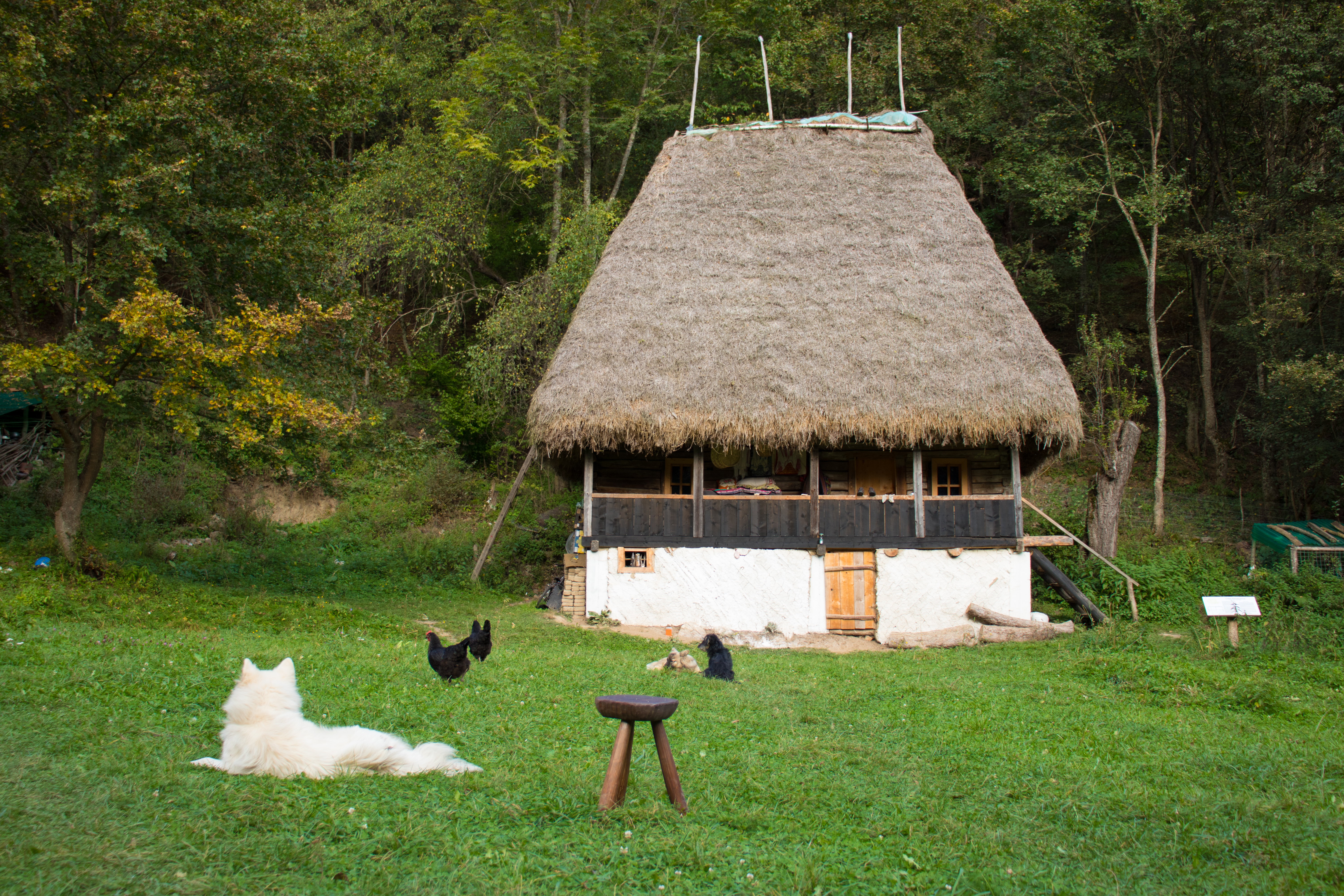 VIDEO/ Povestea familiei de bucureșteni care s-a mutat în sălbăticia Apusenilor: “Dacă eşti bogat spiritual, nu ai nevoie de foarte mult cash în portmoneu”