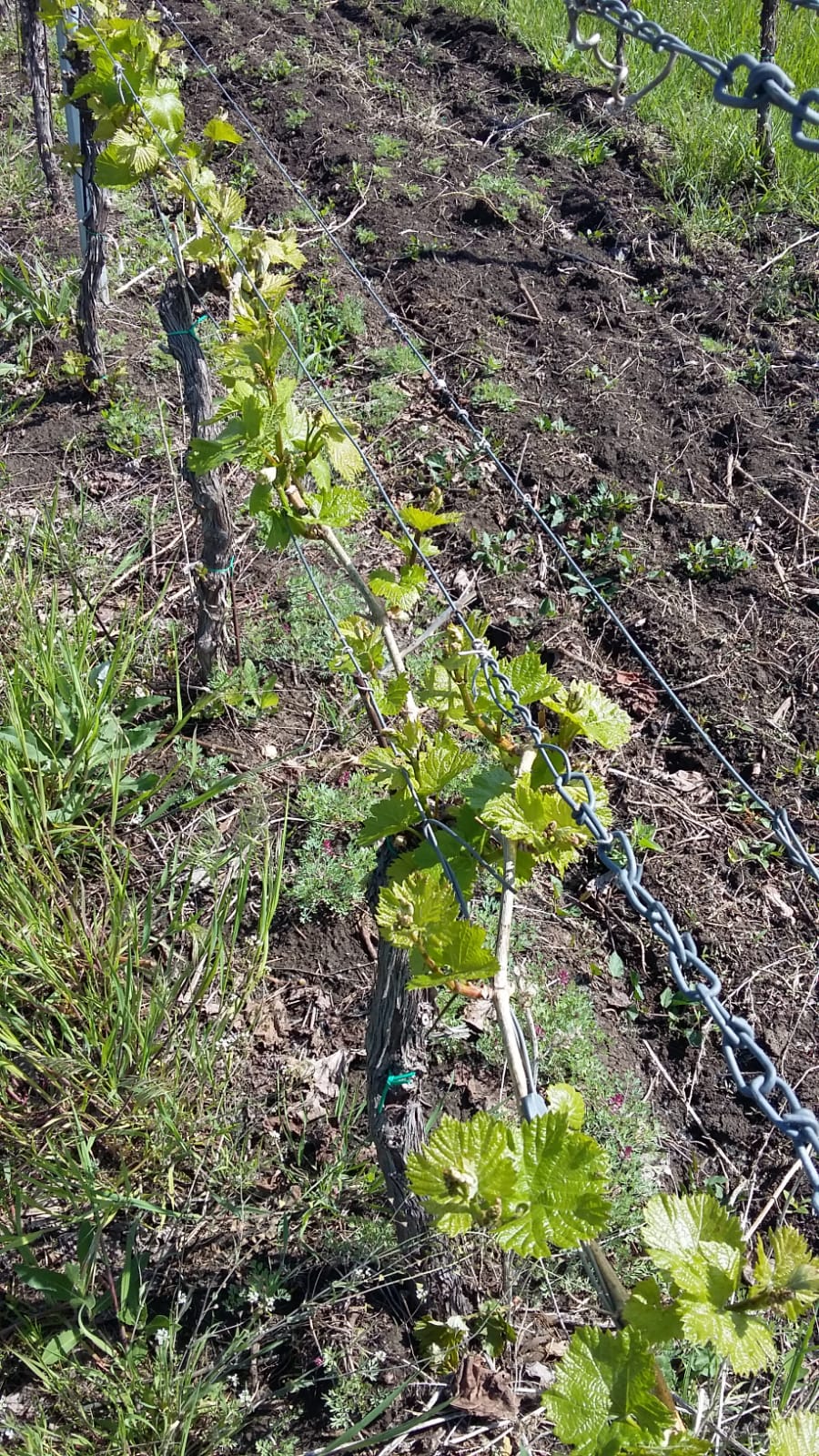 FOTO | Urmările urgiei din Prahova: au fost afectate 3.000 de hectare de vie, iar producția de struguri e pierdută pe alocuri și în proporție de 100%!