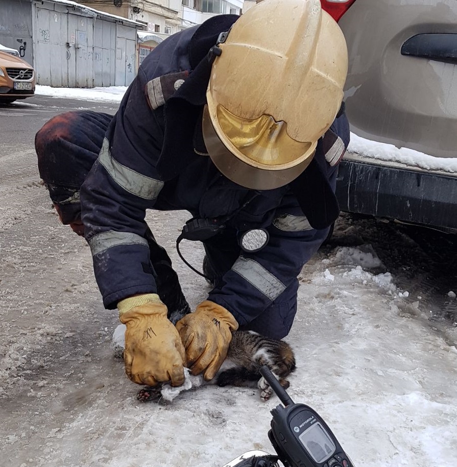 Pui de pisică salvat de pompierii din Bacău dintr-un apartament în flăcări| GALERIE FOTO