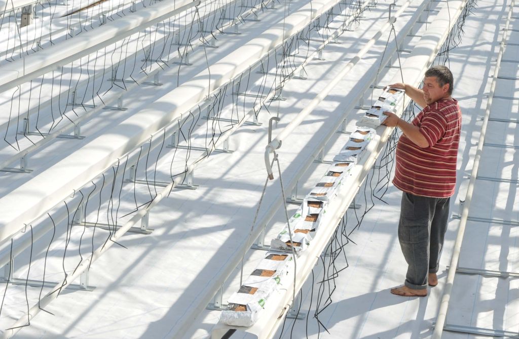 REPORTAJ | Ștrand transformat în seră de roșii pe model olandez, în Timiș. Încălzirea se face cu apă termală, iar la creșterea roșiilor se folosește nuca de cocos| FOTO