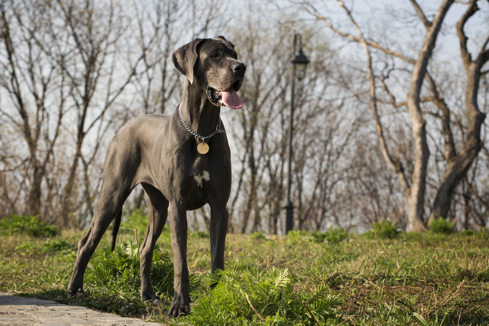 Dog german - ce temperament are câinele de rasă denumit Marele Danez