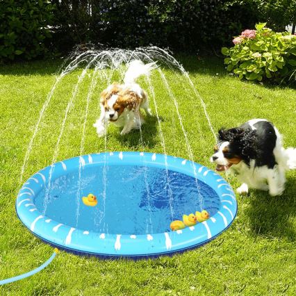 Cele mai bune piscine pentru câini: cât costă, ce modele există și cum alegi varianta potrivită