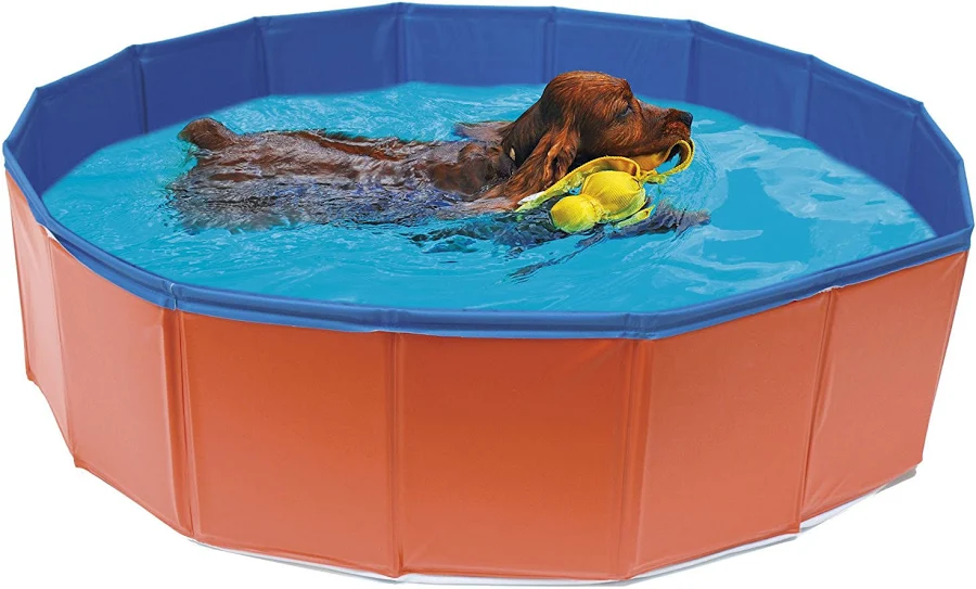 Cele mai bune piscine pentru câini: cât costă, ce modele există și cum alegi varianta potrivită
