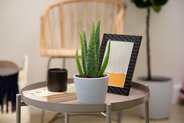 Aloe