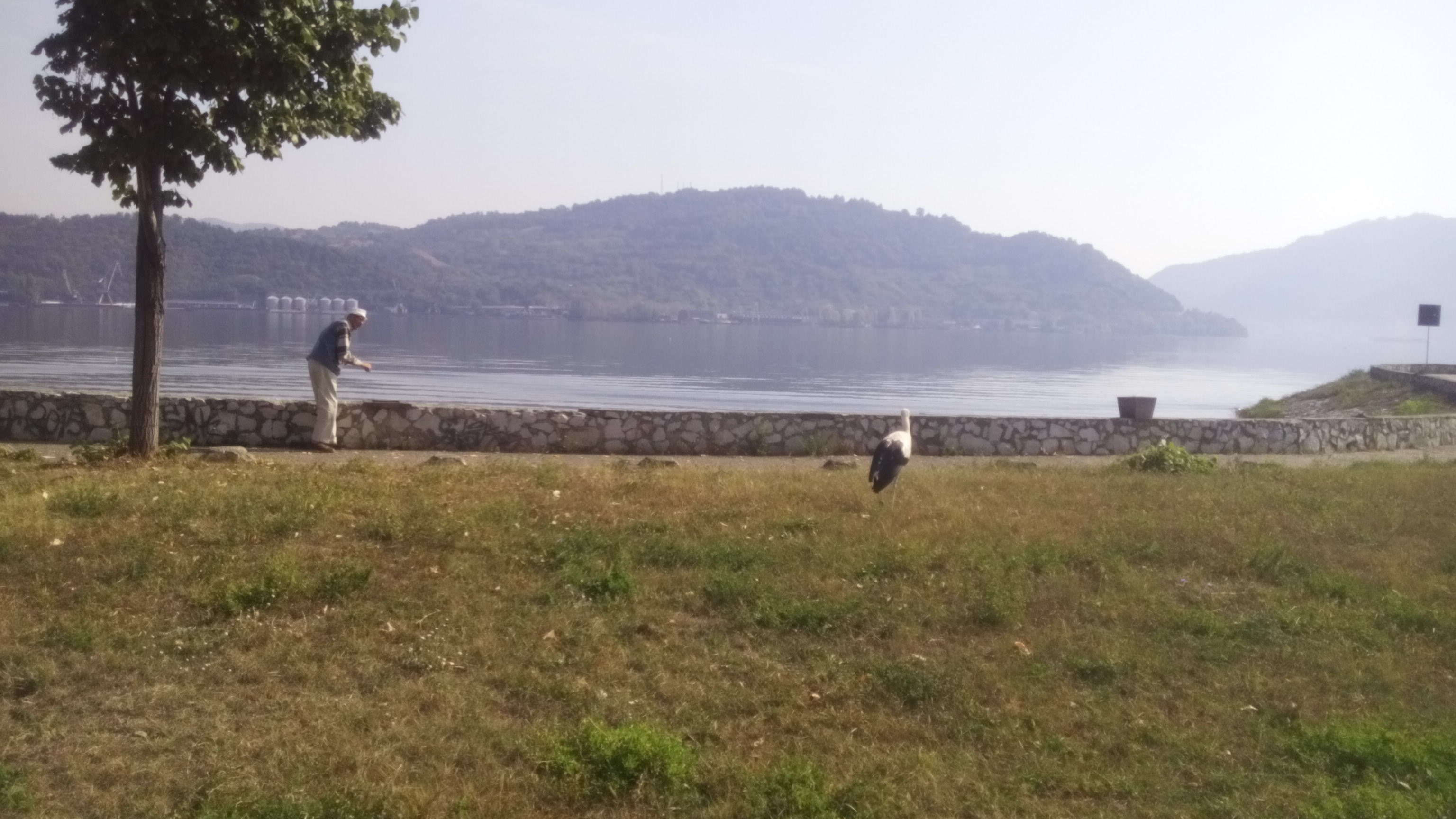 O barză s-a rătăcit în parcul din Orşova GALERIE FOTO