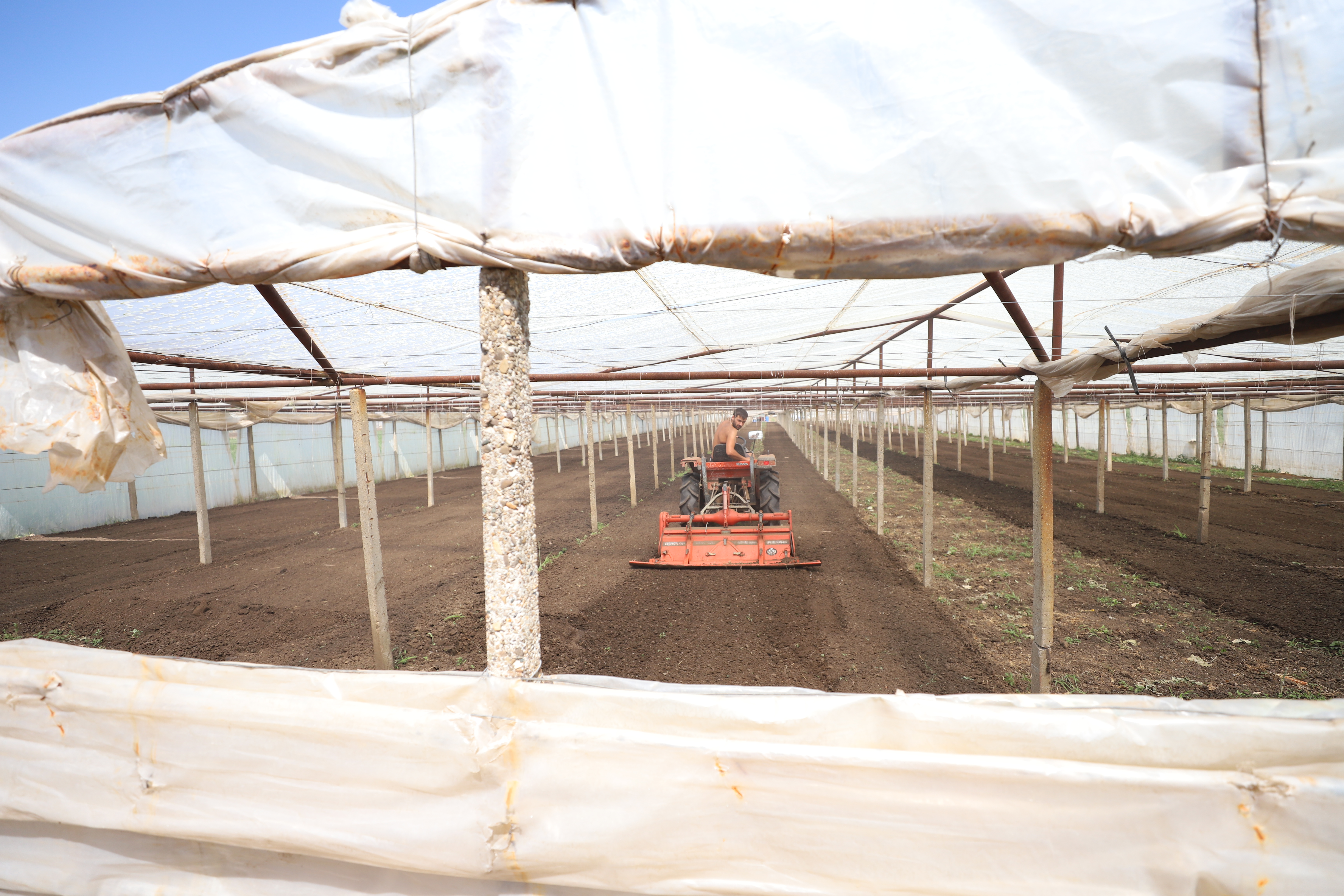 REPORTAJ. Furie în piața de legume din Glodeanu Sărat, Buzău. Lăsați la mâna samsarilor, producătorii locali își anunță abandonul: „Să pună Guvernul roșii!” 