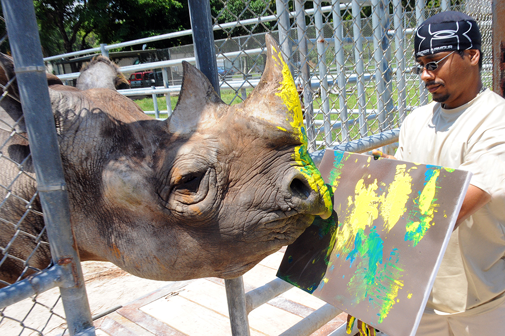 Mshindi the painting rhino [WPLGLocal10]