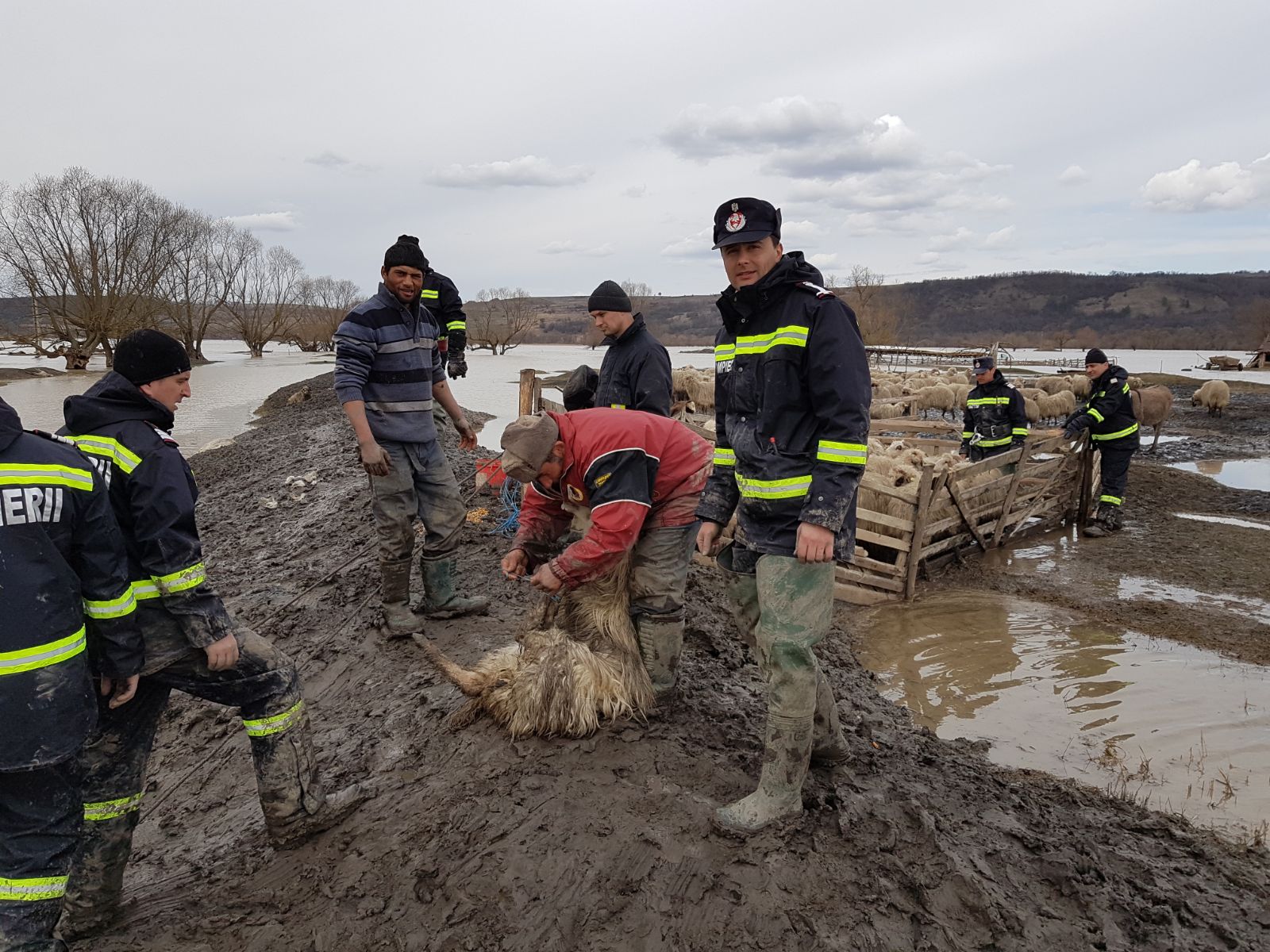 VIDEO. Operaţiunea de evacuare a 200 de oi, la Mândra, reluată de pompierii braşoveni