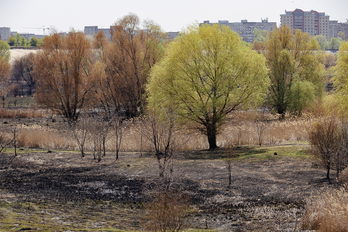 De ce arde Parcul Văcărești? Fără pază și fără regulament, „delta dintre blocuri” a ajuns un focar constant de incendii