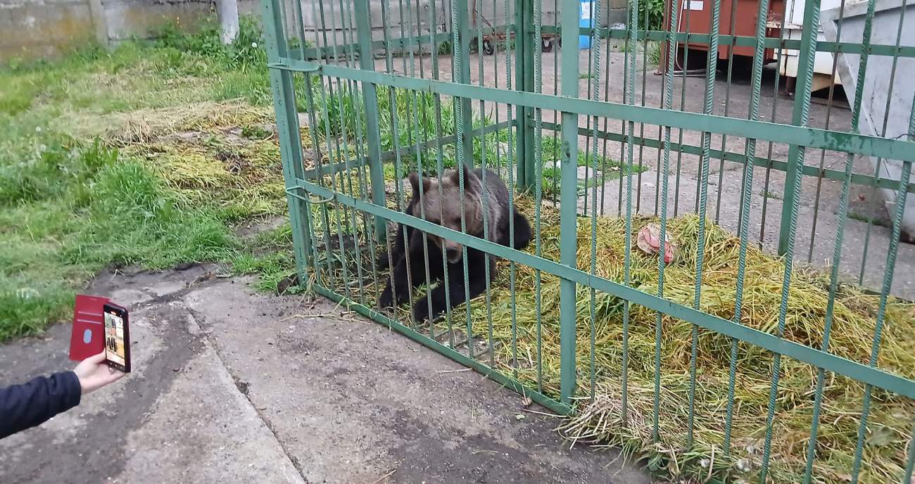 Ce s-a întâmplat cu ursul care a speriat Câmpina după ce a fost prins de polițiști