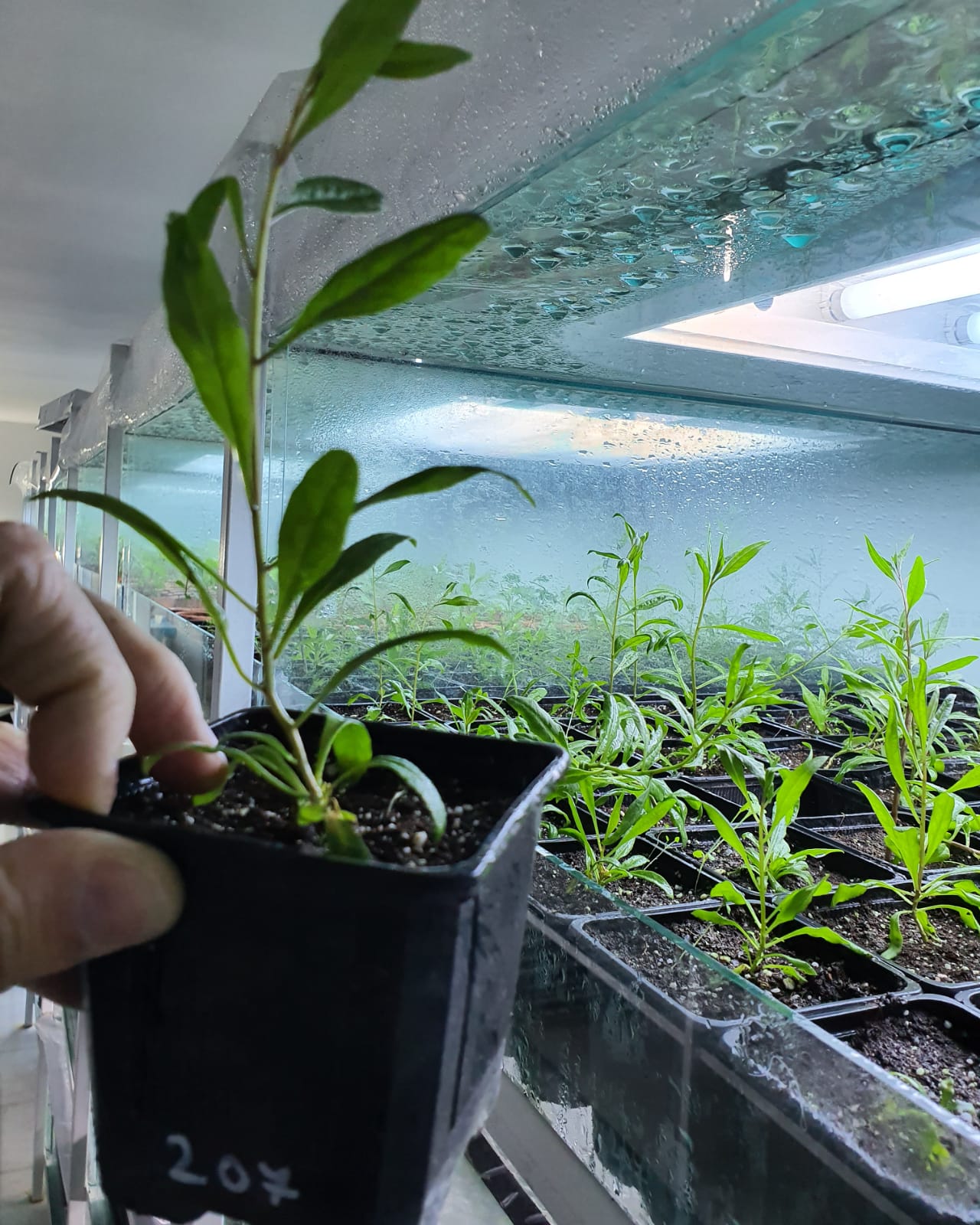 Românul care cultivă un milion de plante in vitro pe an: “Se întorc oamenii de afară. De ce să muncească pe plantația altuia pe o mie de euro, când poate lua 30 de mii pe a lui?”
