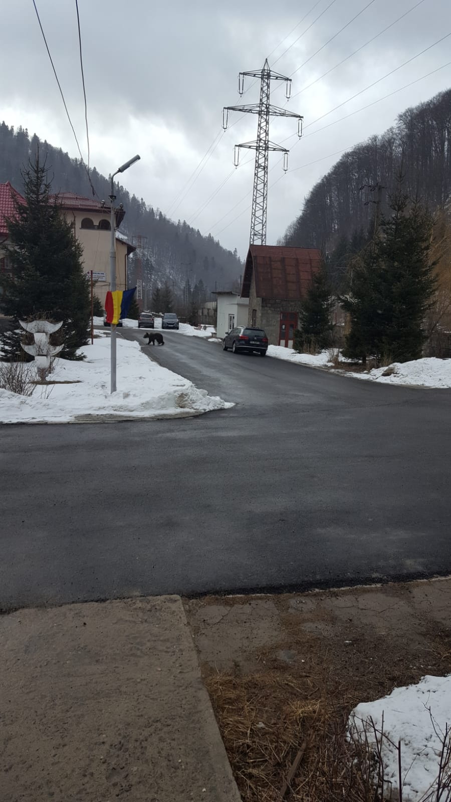 FOTO | Un cerb s-a adăpostit în curtea unui spital din Azuga. Era fugărit de un urs și de câini