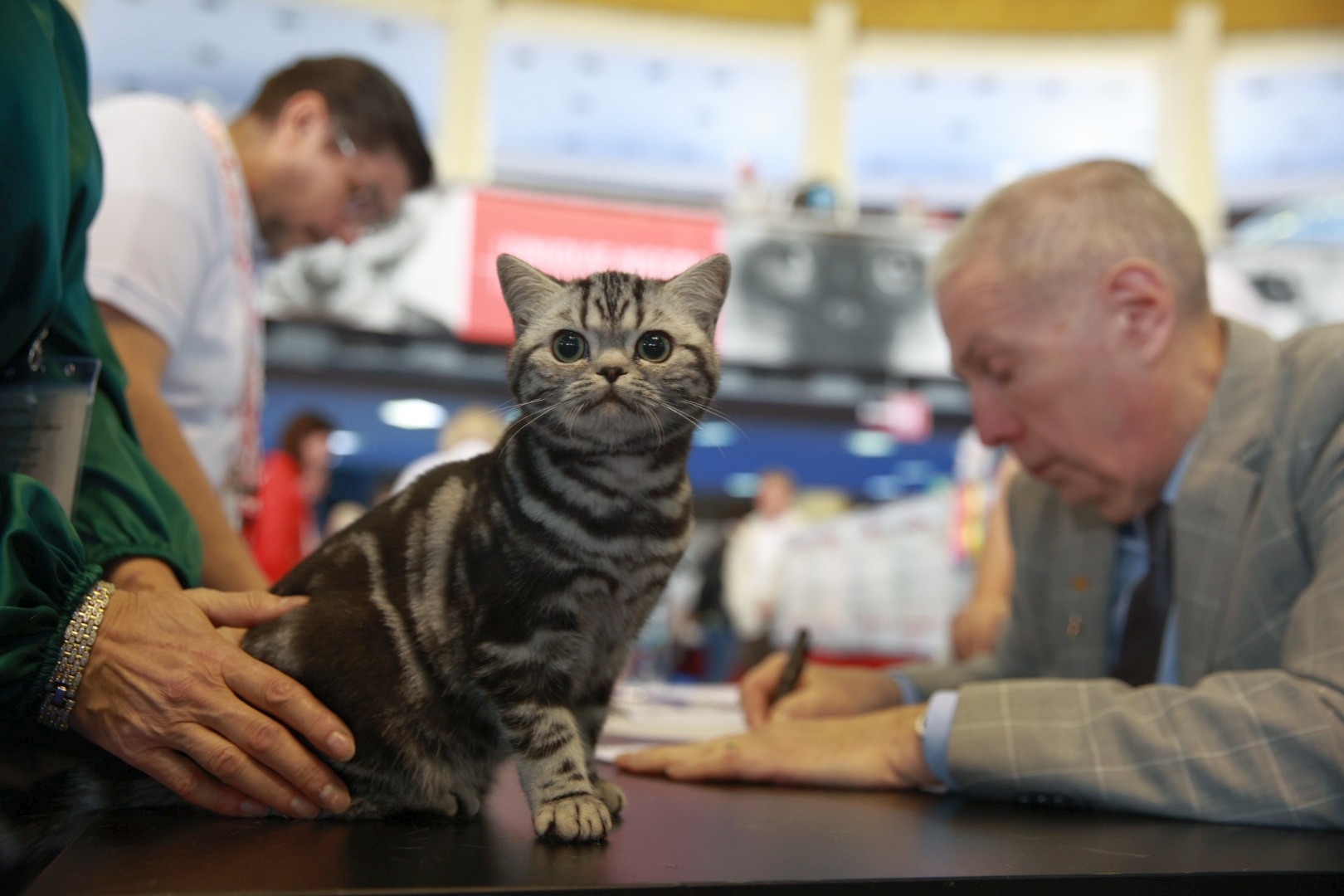 Libertatea a mers la Campionatul Mondial Felin. Bucureștiul, capitala mondială a pisicilor: peste 750 de feline din întreaga lume au strălucit la Romexpo