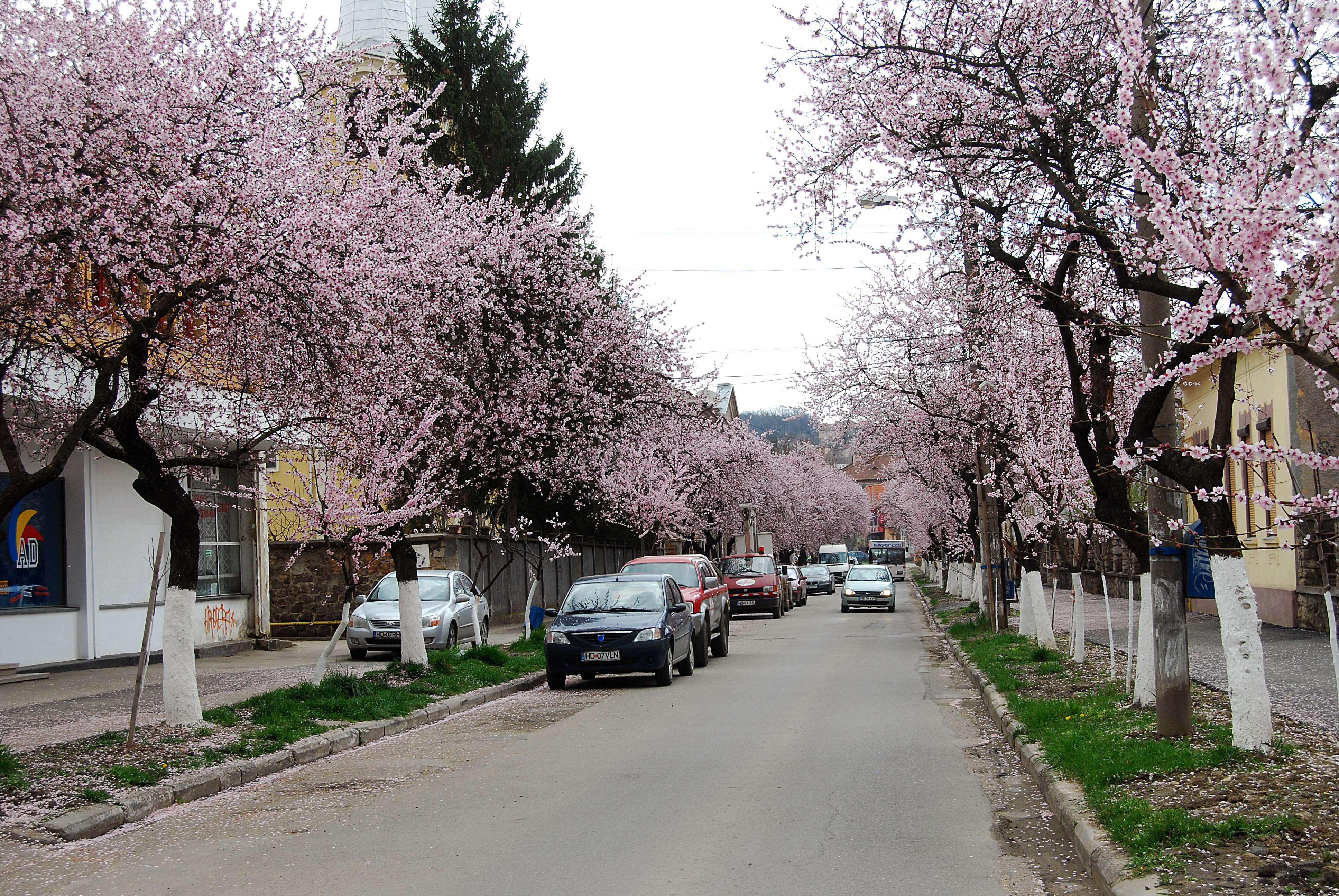 Este aceasta una dintre cele mai frumoase străzi din România? Imagini desprinse parcă din povești! GALERIE FOTO