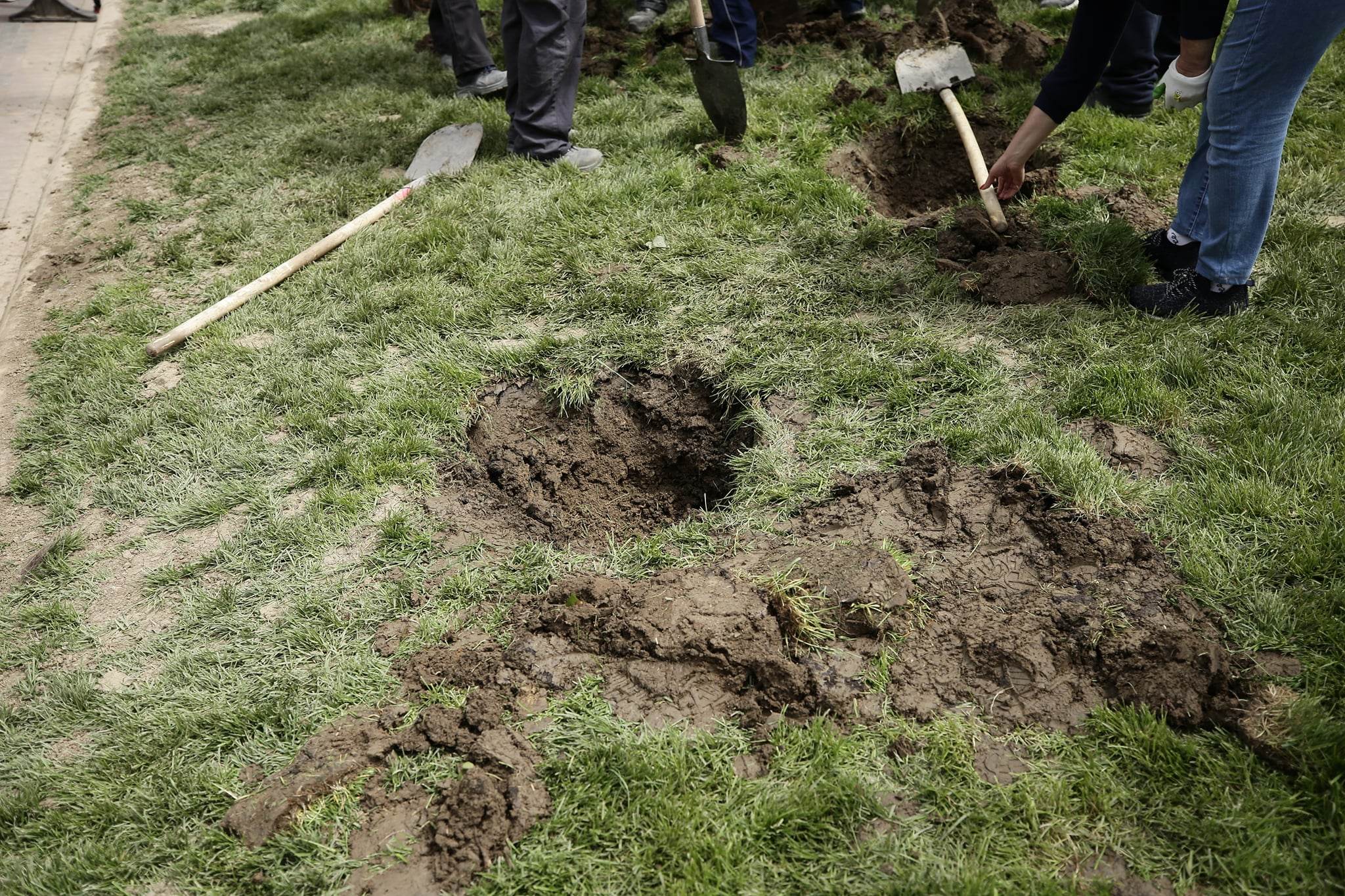 Nicușor Dan a scos palmierii puși de Negoiță la Piața Unirii, în urmă cu două zile. „Nu este vreo țară exotică”. Cei doi primari se atacă reciproc