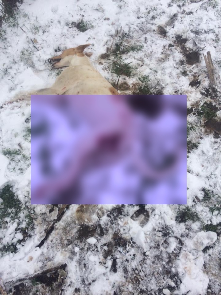 Câini de vânătoare, împușcați de un paznic din Vela, județul Dolj. Gestul de cruzime ar fi fost văzut de copii
