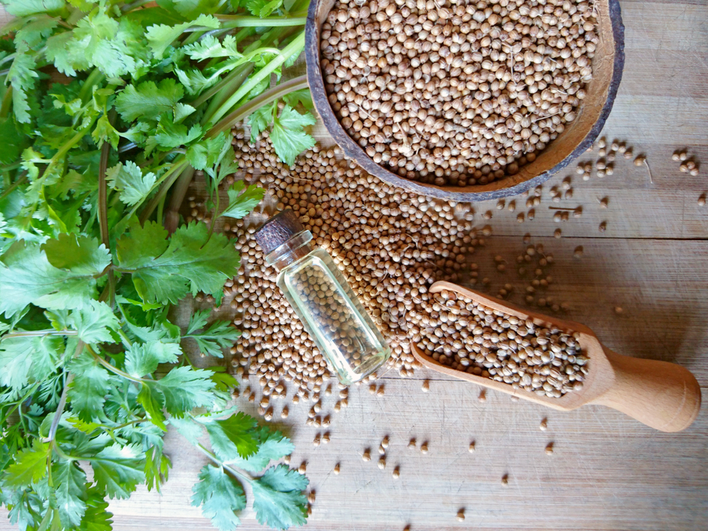Coriandru - beneficii pentru organism. Cum se consumă și cu ce alimente se asociază