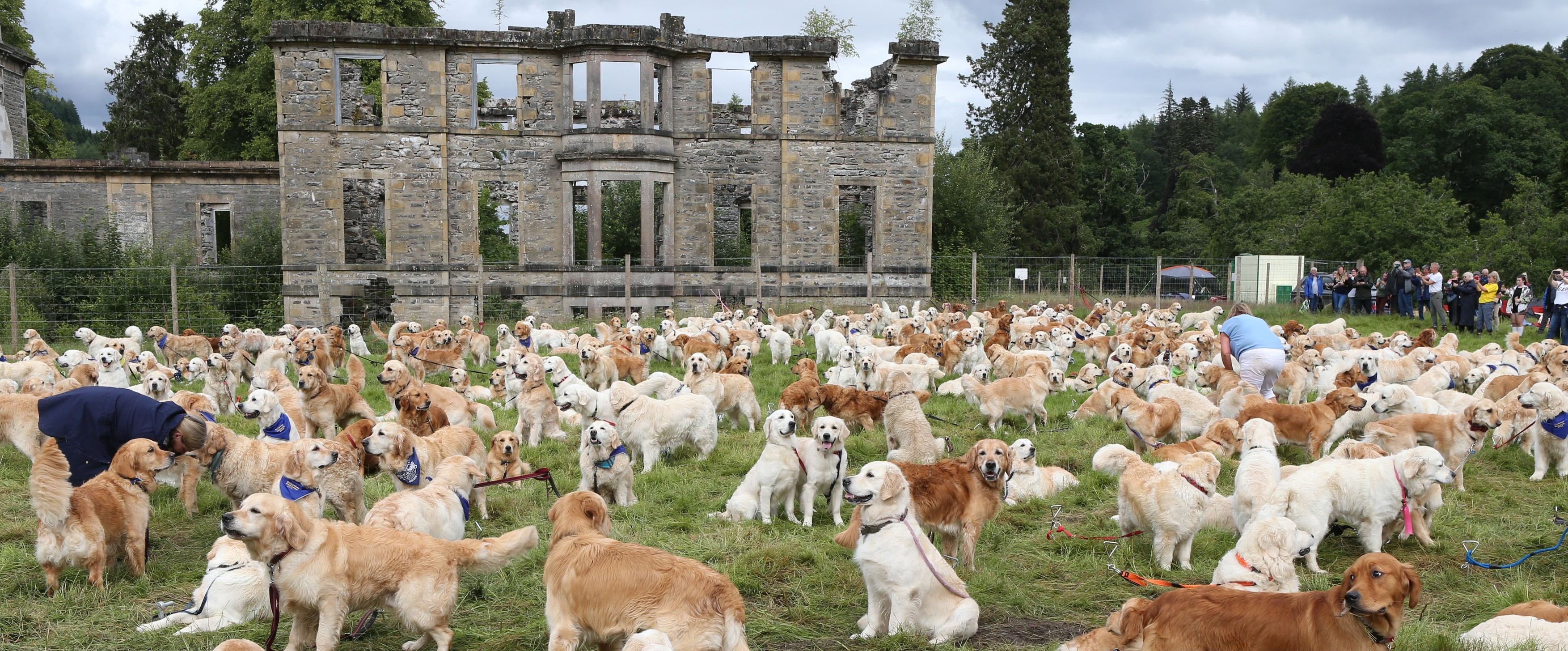 488 de câini Golden Retriever s-au întâlnit în Scoția. Au fost aduși din 12 țări pentru un eveniment special