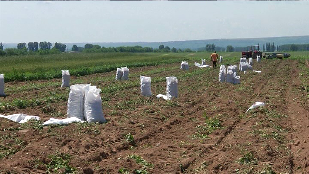 REPORTAJ/ Cartoful timpuriu din Călărași de Dolj a ajuns deja pe mesele europenilor. ”Producția noastră e mai mult decât bio, că băgăm bălegar”