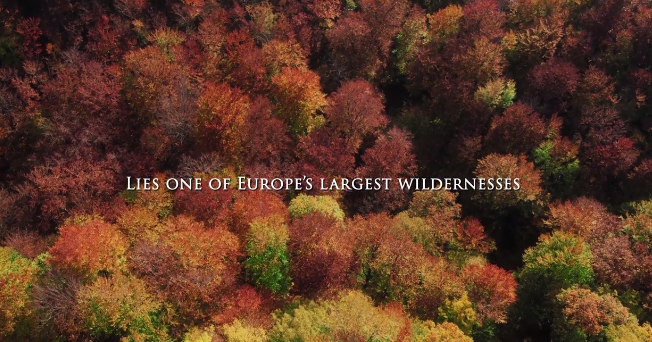 VIDEO România neîmblânzită, imagini fabuloase din pădurile României, într-un film britanic care ajunge azi și în România. Azi este Ziua Internațională a Pădurilor