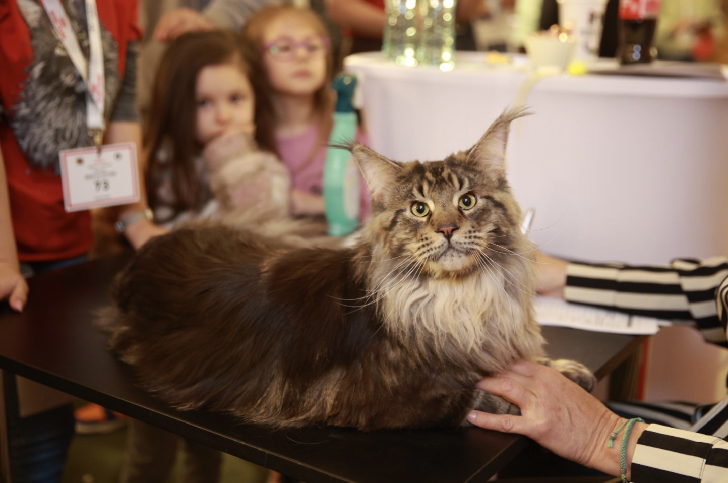 Pisici de top, priviri hipnotizante și povești spectaculoase. Cum a fost la Salonul Felin Internațional SofistiCAT
