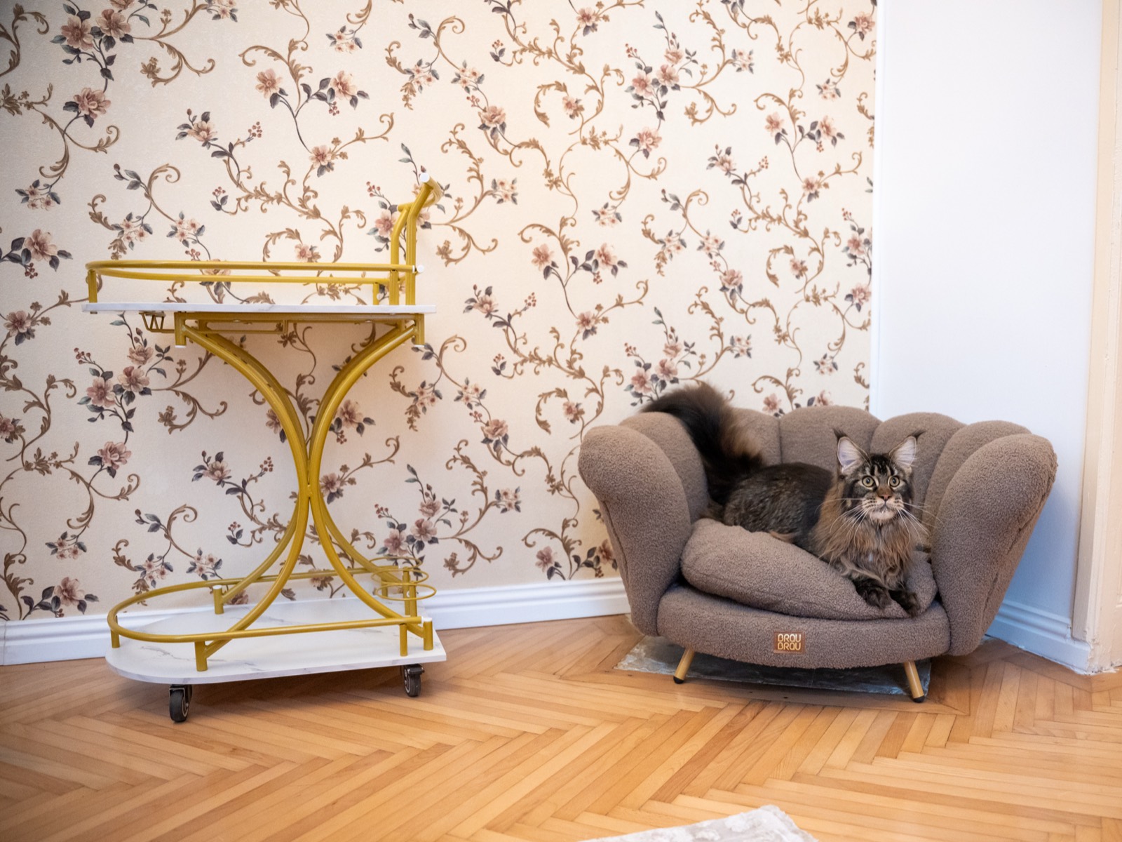 Prima cafenea cu pisici Maine Coon din România se deschide în București. Unde se află locația, prețurile din meniu și regulile casei