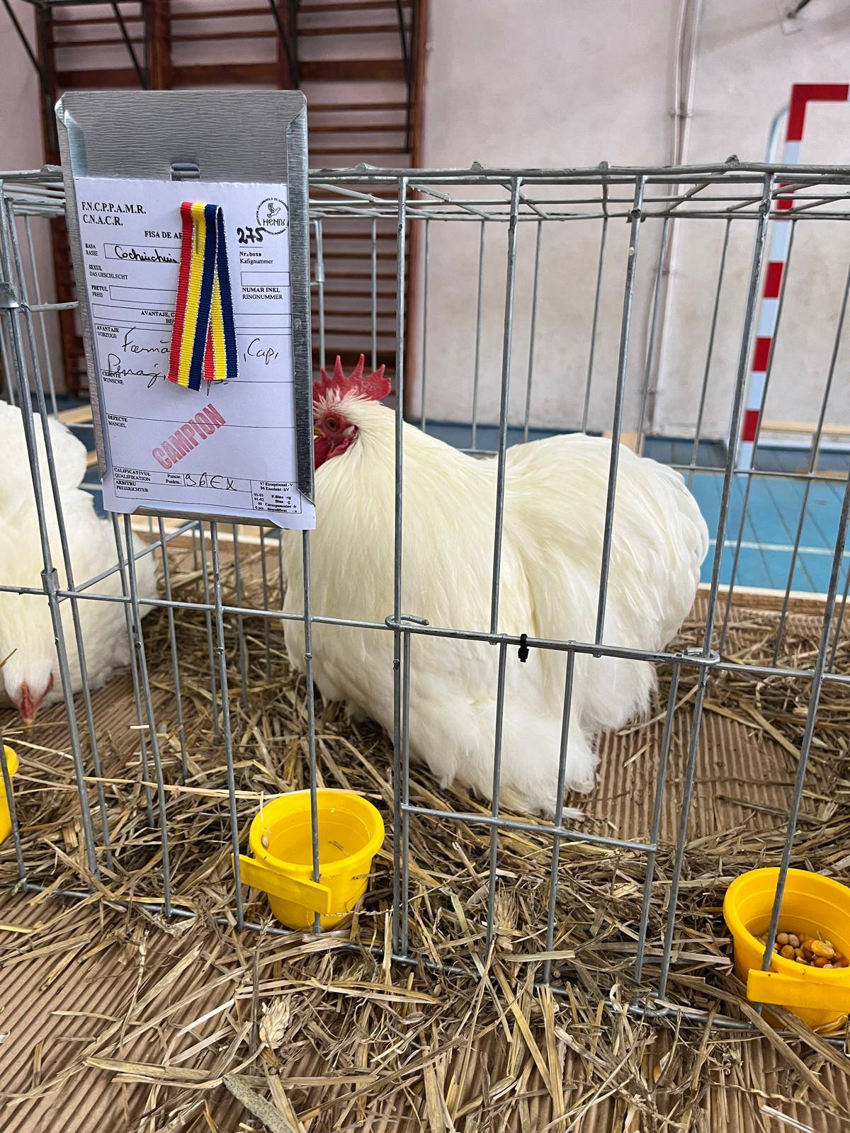Un elev de 16 ani din Bistrița, care crește sute de păsări de rasă, a câștigat 11 titluri de campion