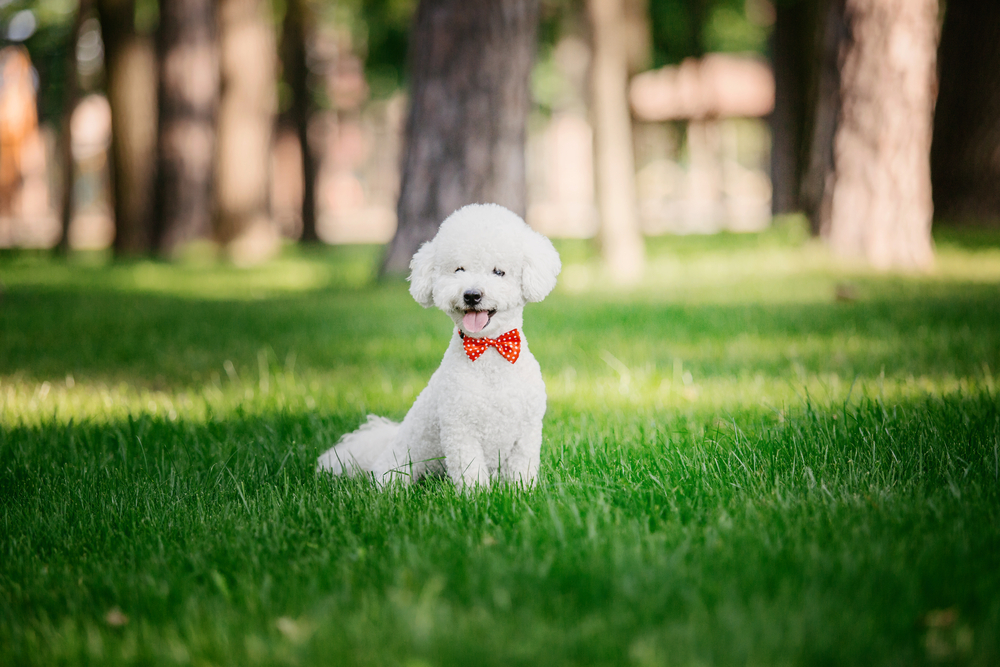 Bichon Frise - ce temperament are patrupedul expresiv cu blană albă și pufoasă