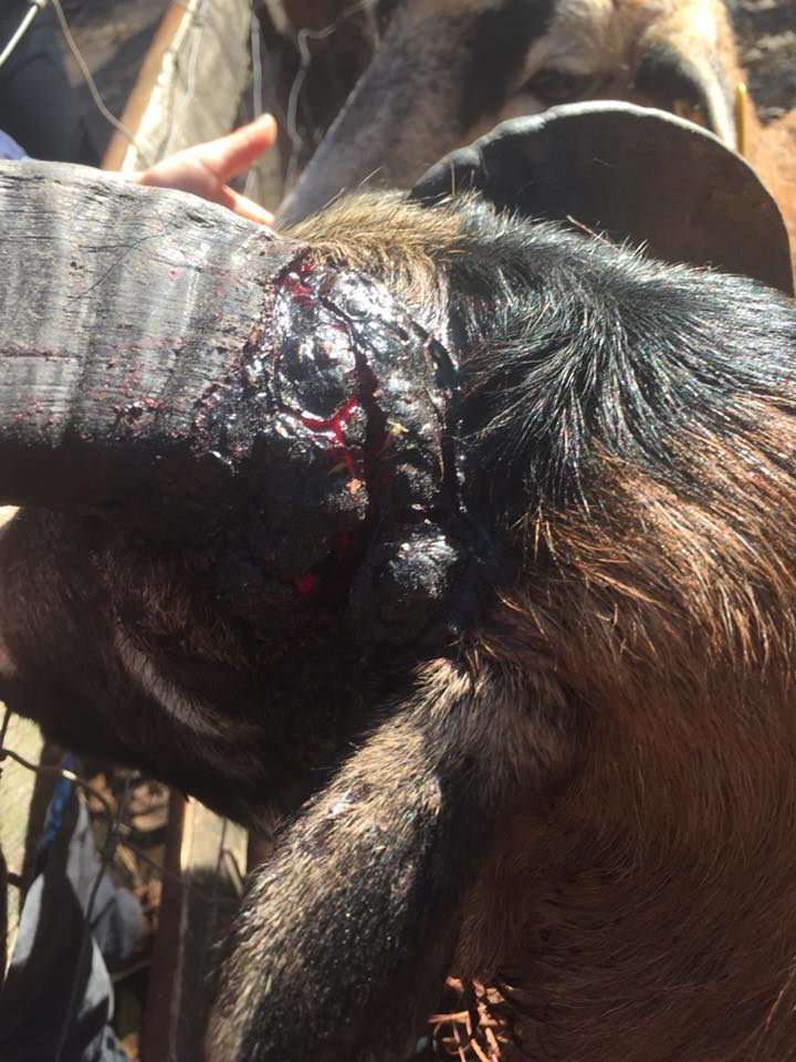 FOTO&VIDEO| Animale bolnave la Grădina Zoologică din Timișoara. O femeie vrea să facă plângere la DSV
