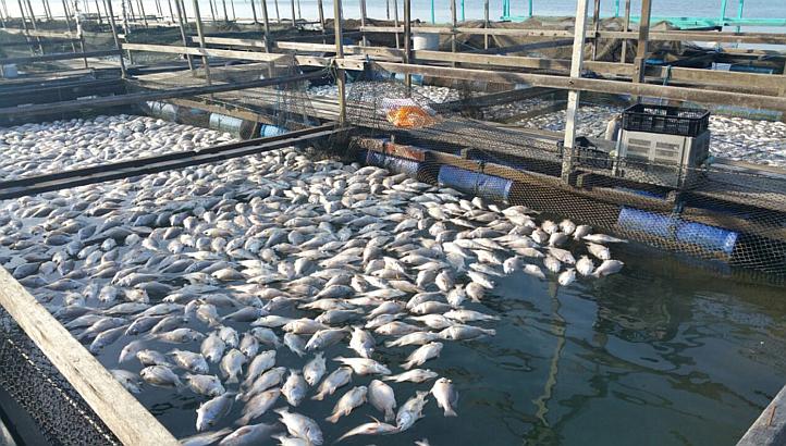 Fish business in Nigeria