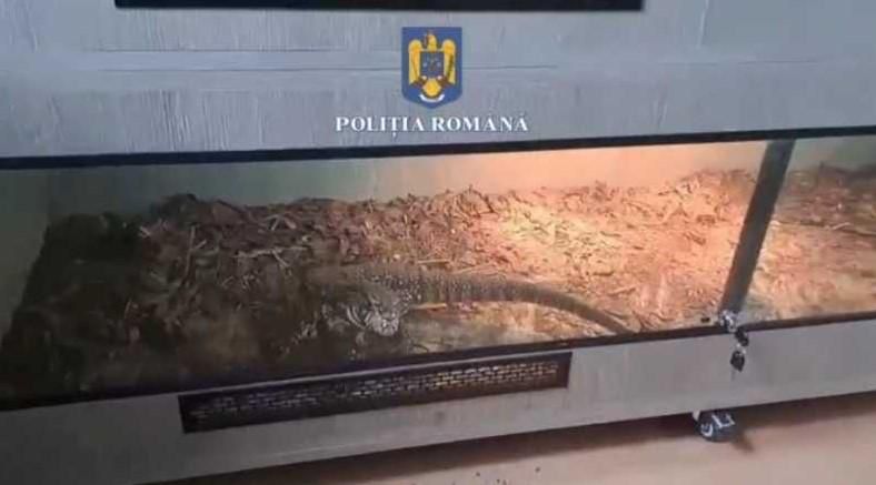 Șerpi, tarantule și scorpioni, într-un apartament din Ploiești: peste 150 de animale au fost găsite în casa unui tânăr. Ce le-a motivat polițiștilor