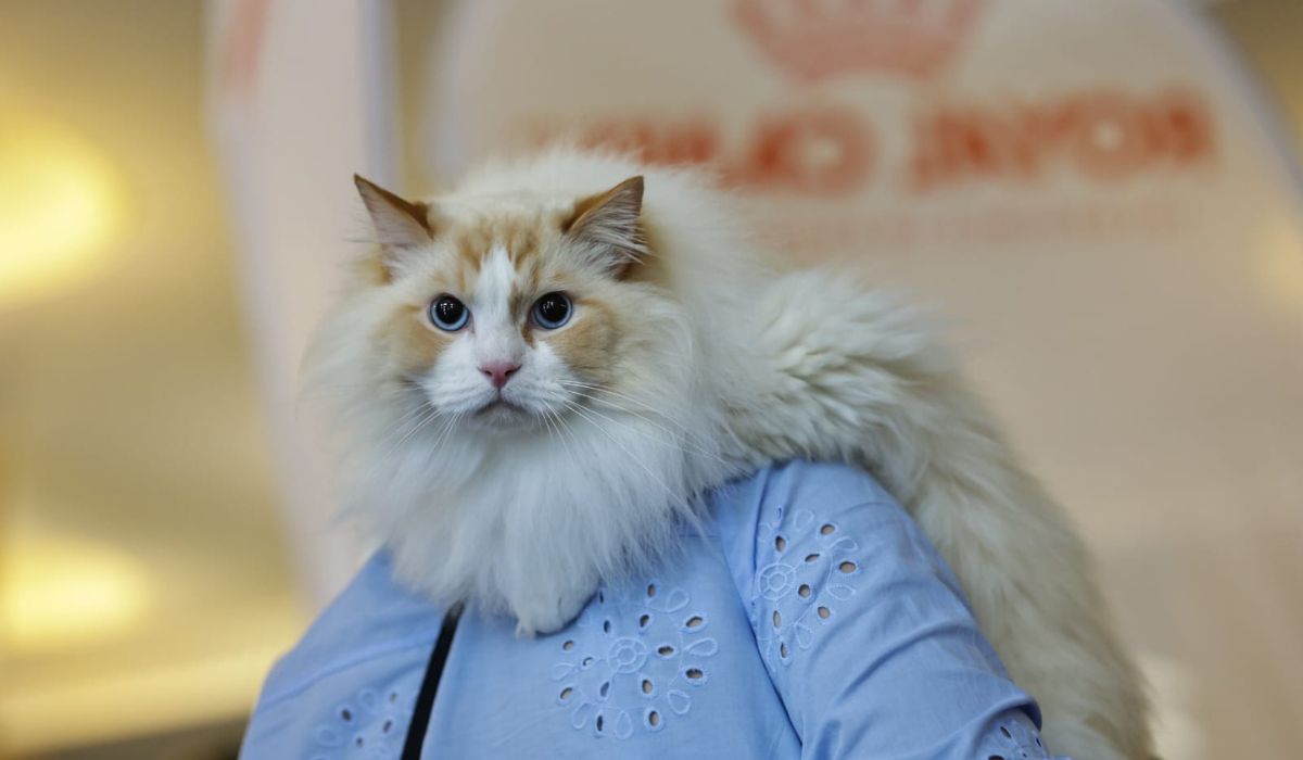 Expoziție de pisici la București: O nouă rasă de pisici va fi prezentată, în premieră, în România la evenimentul dedicat felinelor