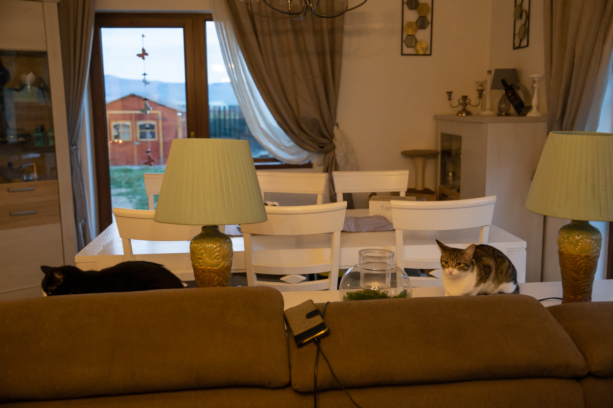 Crima care a șocat iubitorii de animale: câinii otrăviți ai familiei româno-norvegiene care îngrijește animale abandonate lângă Brașov