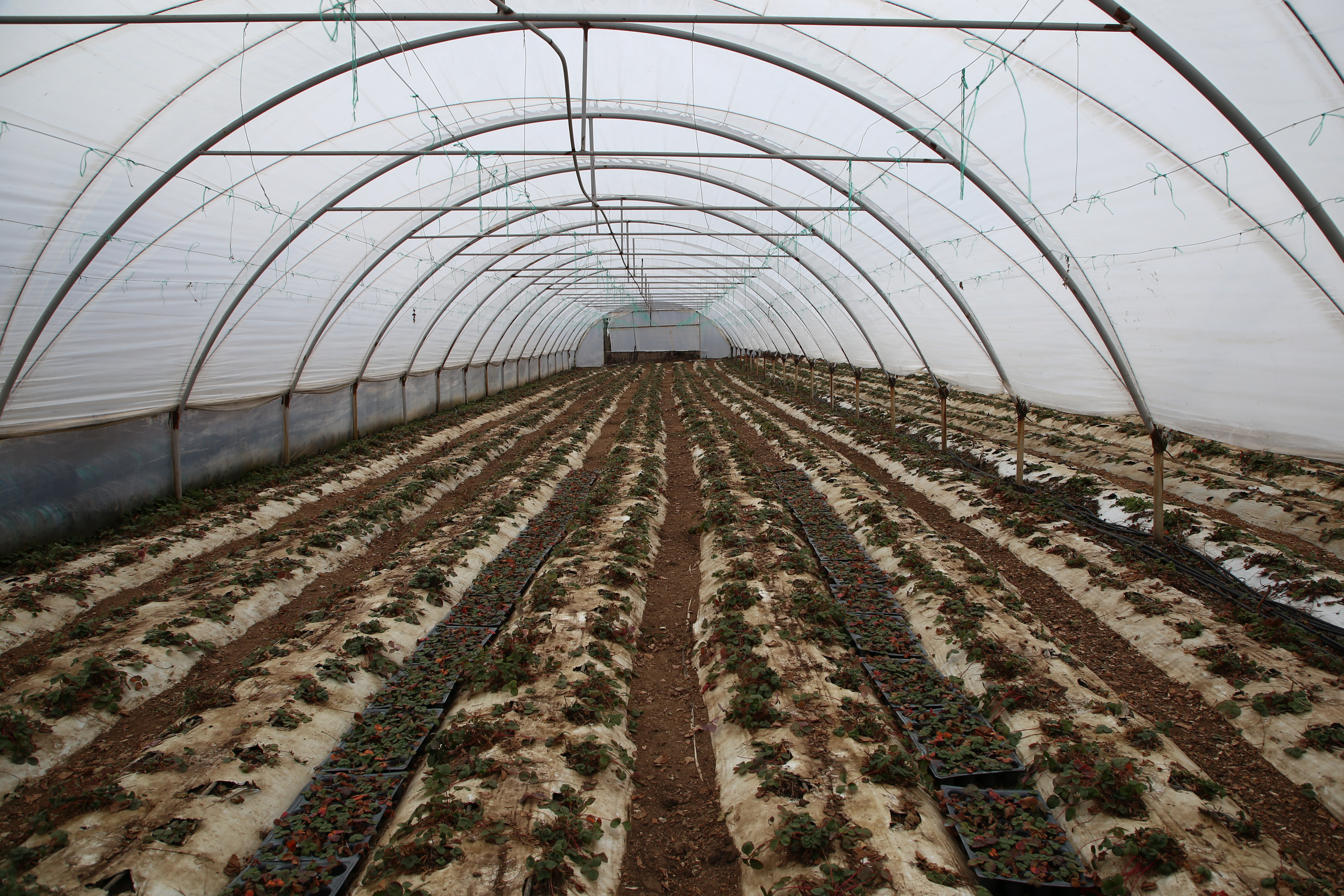 VIDEO EXCLUSIV/Au muncit din greu în Anglia, dar au venit acasă să facă agricultură. Șapte olteni au reînviat C.A.P.-ul!