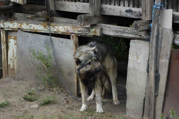 Kegyetlen állankínzás: hozzá nőtt a lánc a kikötött kutya nyakához - felkavaró fotók