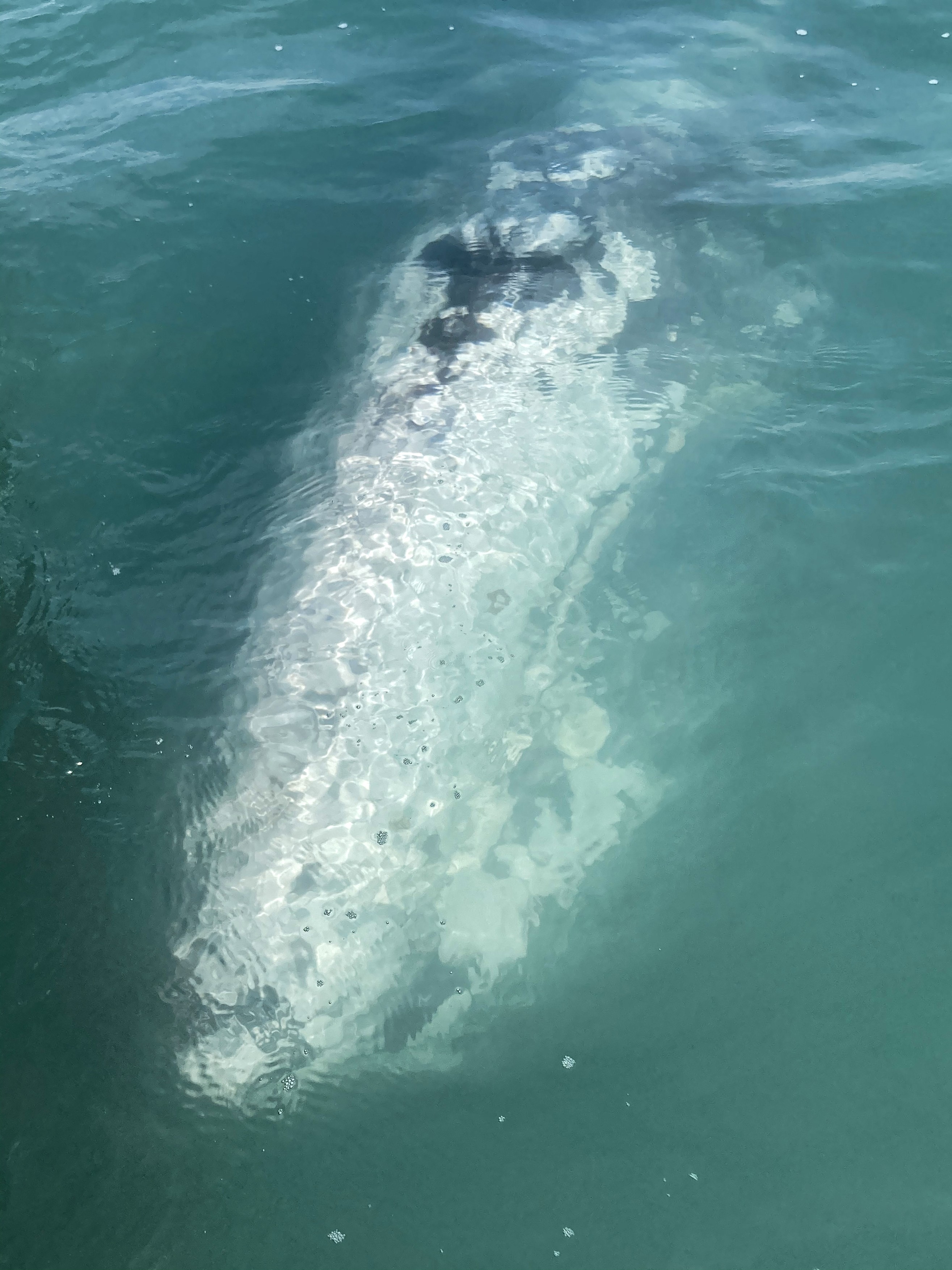 O balenă cenușie rătăcită în Marea Mediterană caută cu disperare să se întoarcă în Pacific. „E doar piele și os”