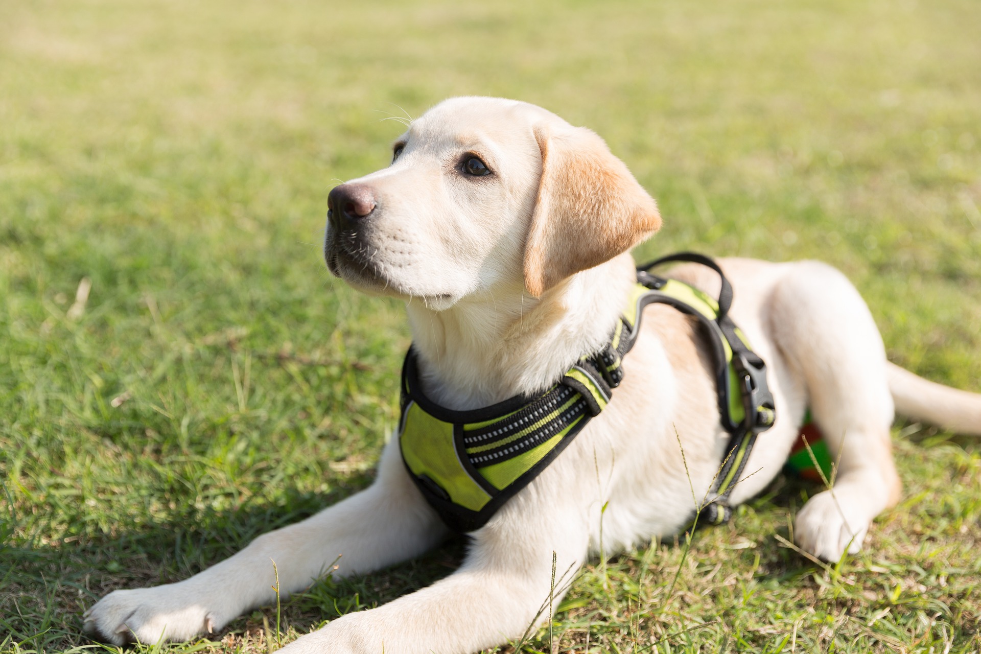 Labrador - ce temperament are câinele care iubește înotul