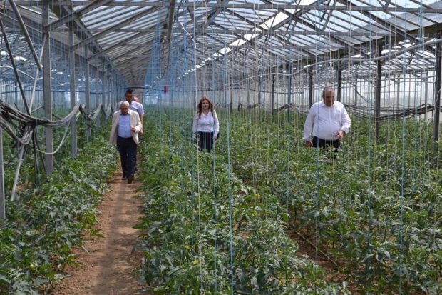 Cea mai mare cultură bio de goji din România, o investiție unică în Europa, riscă să fie distrusă - FOTO