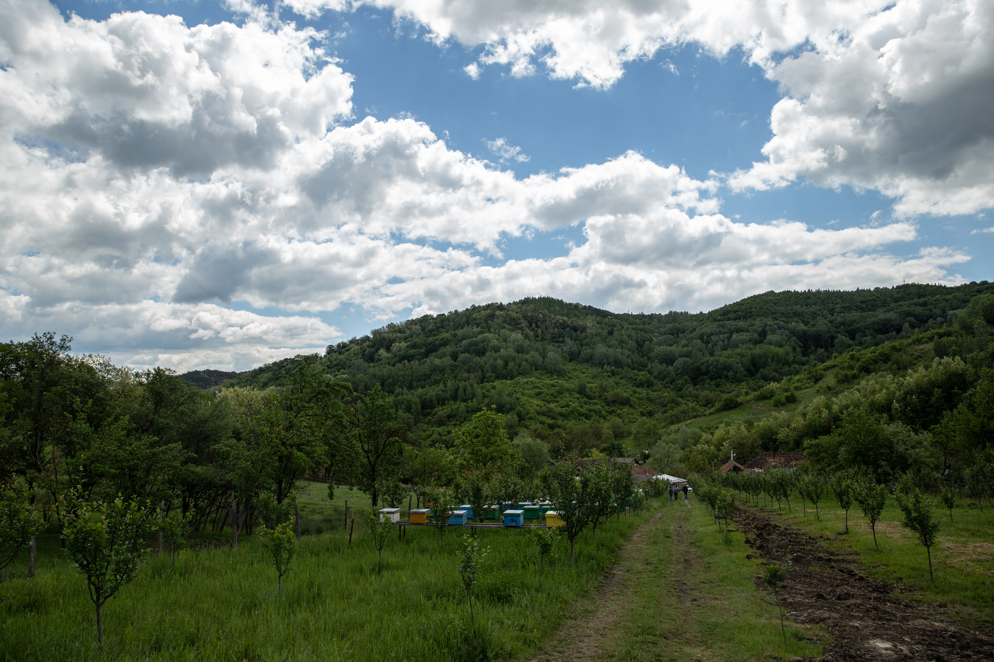 Miere și optimism în criza COVID-19. Un mic producător din Buzău vinde “mâncăruri primitive” și vrea să reînvie băutura dacilor