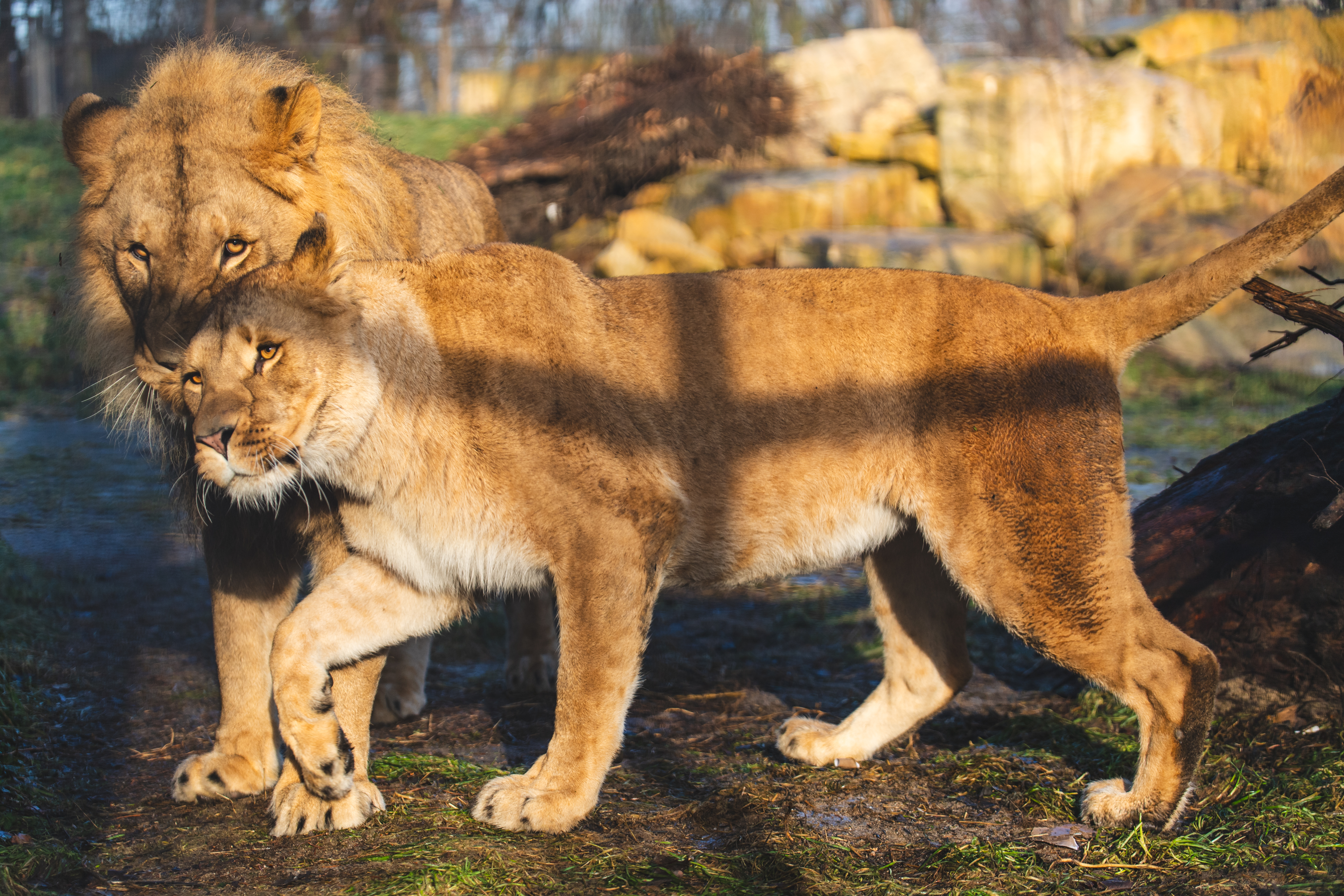 Z tego związku mogą być lwiątka!