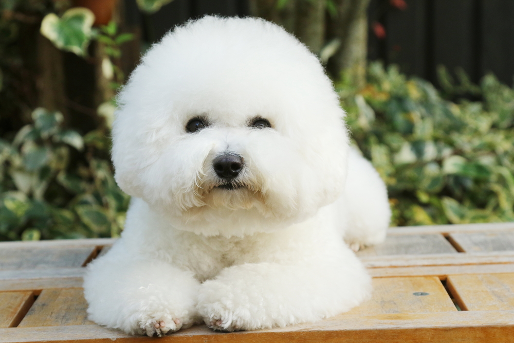 Bichon Frise - ce temperament are patrupedul expresiv cu blană albă și pufoasă
