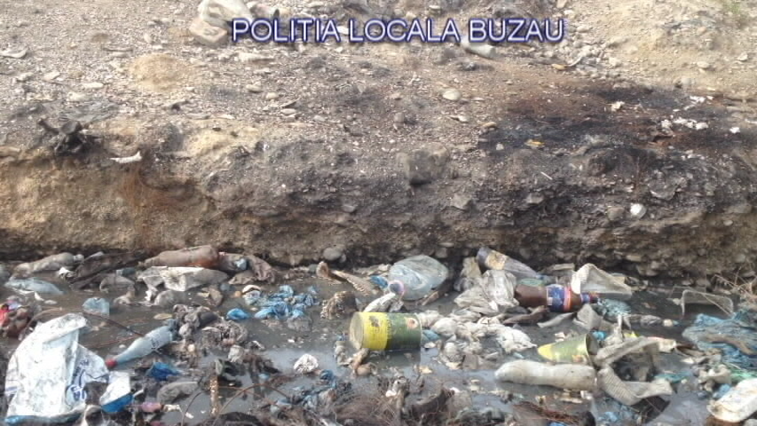 GALERIE FOTO| Descoperire macabră în Buzău. Un crescător de porci își hrănea animalele cu cadavre şi resturi animale
