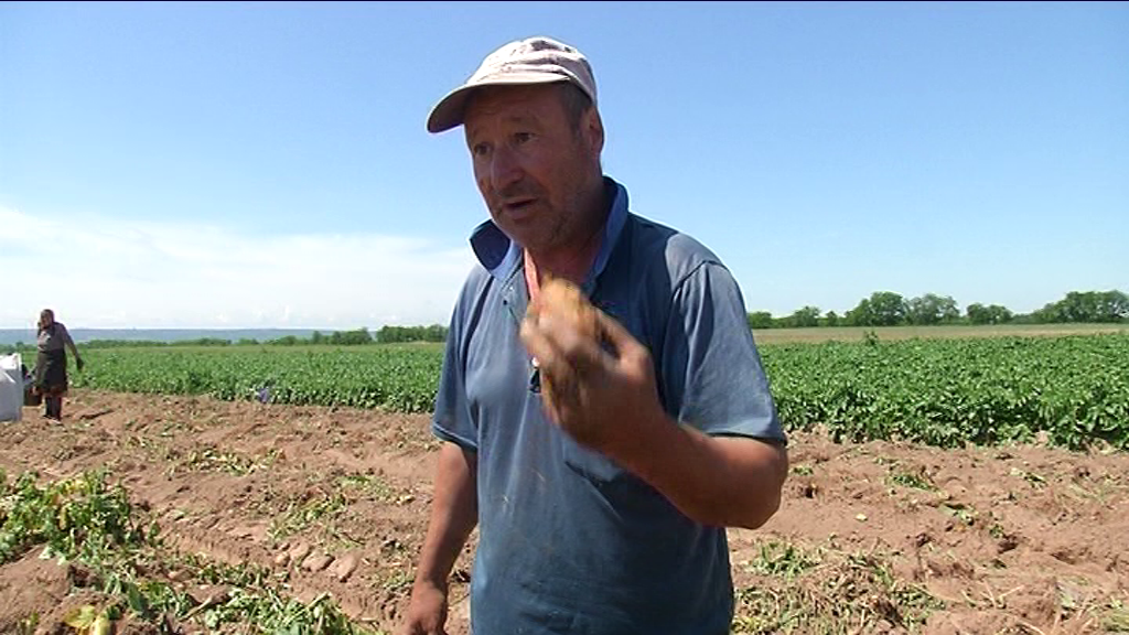 REPORTAJ/ Cartoful timpuriu din Călărași de Dolj a ajuns deja pe mesele europenilor. ”Producția noastră e mai mult decât bio, că băgăm bălegar”