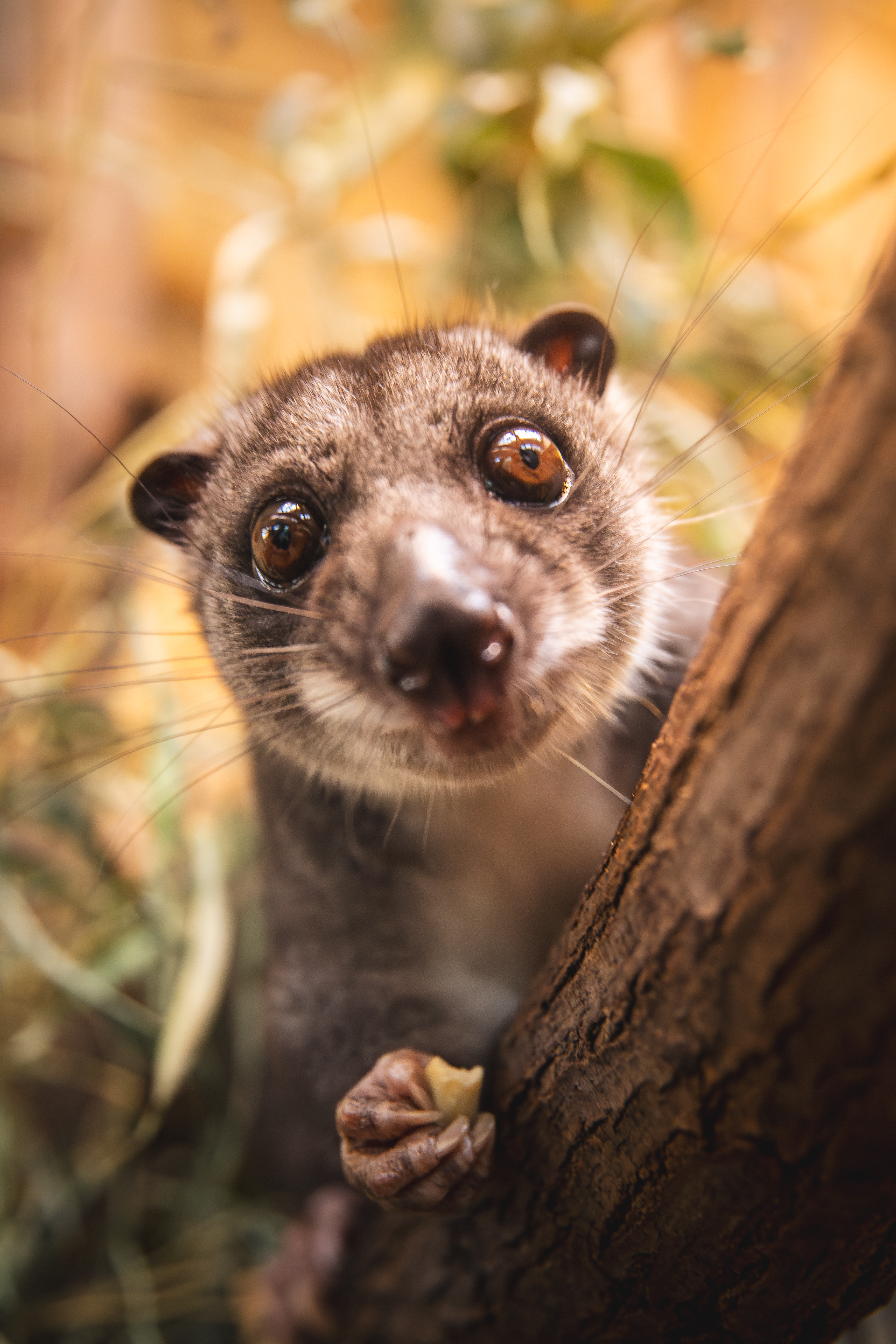 Oto kuskus ziemny! Bardzo rzadki w zoo!